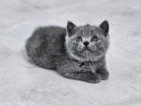Aile Sıcaklığnda Büyüyen  Scottish Fold British Yvrlr