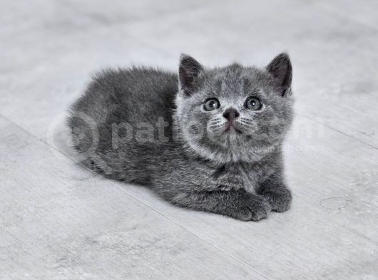Aile Sıcaklığnda Büyüyen  Scottish Fold British Yvrlr görsel