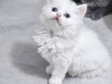 Aile Sıcaklığnda Büyüyen  Scottish Fold British Yvrlr