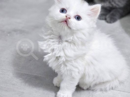 Aile Sıcaklığnda Büyüyen  Scottish Fold British Yvrlr görsel