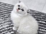 Aile Sıcaklığnda Büyüyen  Scottish Fold British Yvrlr