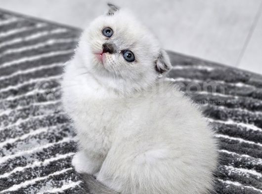 Aile Sıcaklığnda Büyüyen  Scottish Fold British Yvrlr görsel