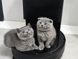 Aile Sıcaklığnda Büyüyen  Scottish Fold British Yvrlr