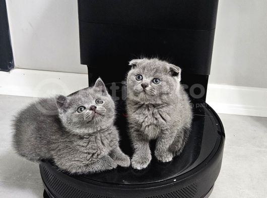 Aile Sıcaklığnda Büyüyen  Scottish Fold British Yvrlr görsel
