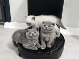 Aile Sıcaklığnda Büyüyen  Scottish Fold British Yvrlr