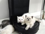 Aile Sıcaklığnda Büyüyen  Scottish Fold British Yvrlr
