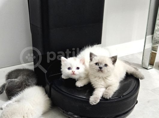 Aile Sıcaklığnda Büyüyen  Scottish Fold British Yvrlr görsel