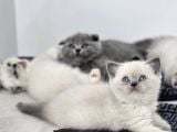 Aile Sıcaklığnda Büyüyen  Scottish Fold British Yvrlr