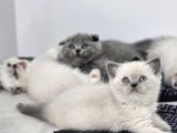 Aile Sıcaklığnda Büyüyen  Scottish Fold British Yvrlr