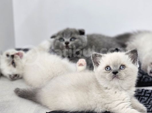 Aile Sıcaklığnda Büyüyen  Scottish Fold British Yvrlr görsel