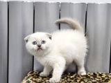 Aile Sıcaklığnda Büyüyen  Scottish Fold British Yvrlr