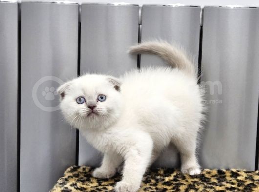 Aile Sıcaklığnda Büyüyen  Scottish Fold British Yvrlr görsel