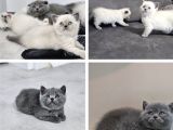Aile sıcaklığnda büyüyen  scottish fold british yvrlr