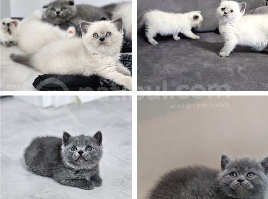 Aile Sıcaklığnda Büyüyen  Scottish Fold British Yvrlr