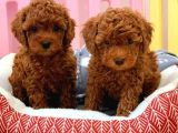 Tooy poodle cinsi yavrular DİŞİ erkek mevcuttur 