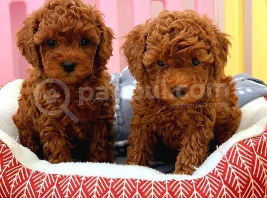 Tooy Poodle Cinsi Yavrular Di̇şi̇ Erkek Mevcuttur 