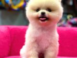 Teddy bear yavrular petshop güvencesiyle