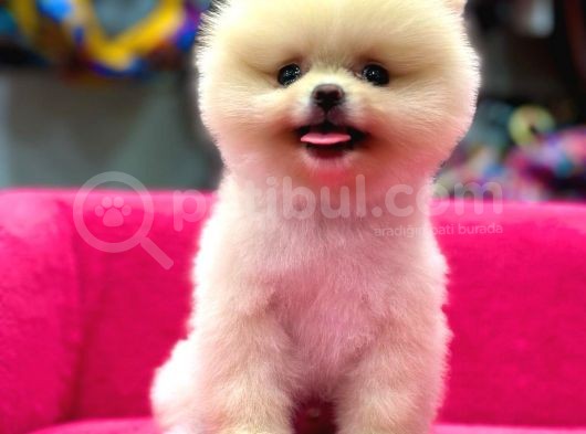 Teddy Bear Yavrular Petshop Güvencesiyle
