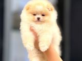 Teddy Bear yavrular petshop güvencesiyle