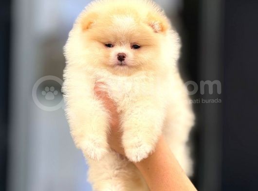 Teddy Bear Yavrular Petshop Güvencesiyle