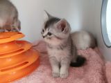 Tatli Prensleri̇m