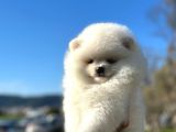 ırk ve sağlık garantili Pomeranian Boo Erkek Yavru