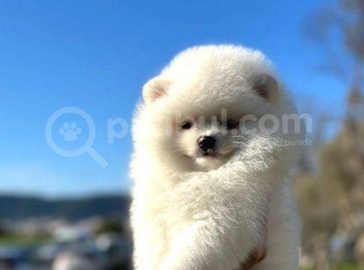 Irk Ve Sağlık Garantili Pomeranian Boo Erkek Yavru