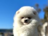 Irk Ve Sağlık Garantili Pomeranian Boo Erkek Yavru