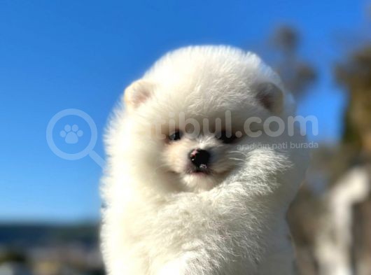 Irk Ve Sağlık Garantili Pomeranian Boo Erkek Yavru görsel