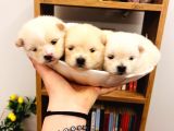 Teacup Teddy Bear Pomeranian Boo Bebişlerim