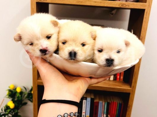 Teacup Teddy Bear Pomeranian Boo Bebişlerim görsel