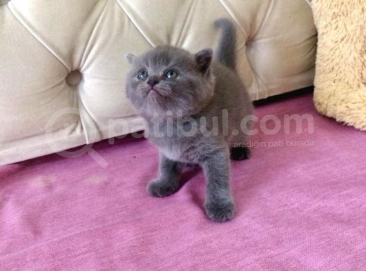 1 Mart Doğumlu British Shorthair Değerli Özel Yavrularımız görsel