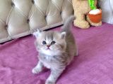 1 Mart Doğumlu British Shorthair Değerli Özel Yavrularımız
