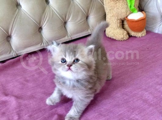 1 Mart Doğumlu British Shorthair Değerli Özel Yavrularımız