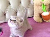 1 Mart Doğumlu British Shorthair Değerli Özel Yavrularımız