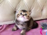 1 Mart Doğumlu British Shorthair Değerli Özel Yavrularımız