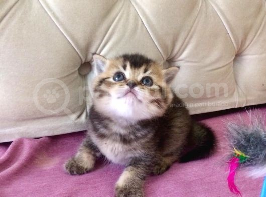 1 Mart Doğumlu British Shorthair Değerli Özel Yavrularımız görsel