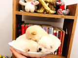 Teacup Teddy Bear Pomeranian Boo Bebişlerim