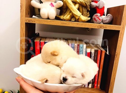 Teacup Teddy Bear Pomeranian Boo Bebişlerim görsel