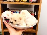 Teacup Teddy Bear Pomeranian Boo Bebişlerim