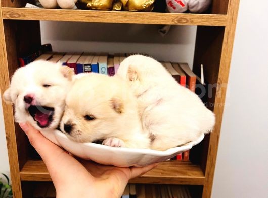 Teacup Teddy Bear Pomeranian Boo Bebişlerim