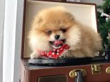 Teddy Bear Yavrular Petshop Güvencesi Ile