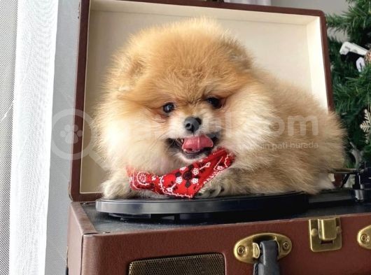 Teddy Bear Yavrular Petshop Güvencesi Ile görsel