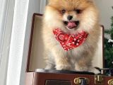 Teddy bear yavrular petshop güvencesi ile