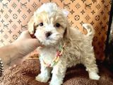 F2 maltipoo yavrular 