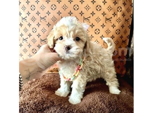 F2 Maltipoo Yavrular 
