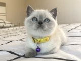 Safkan Mavi Gözlü British Shorthair Yavrularımız