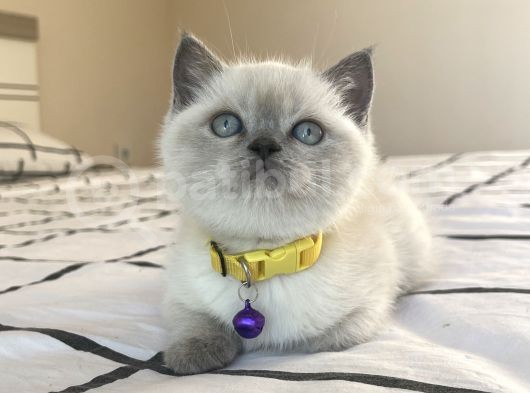 Safkan Mavi Gözlü British Shorthair Yavrularımız görsel
