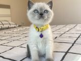 Safkan Mavi Gözlü British Shorthair Yavrularımız