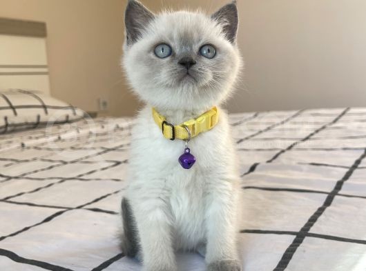 Safkan Mavi Gözlü British Shorthair Yavrularımız görsel